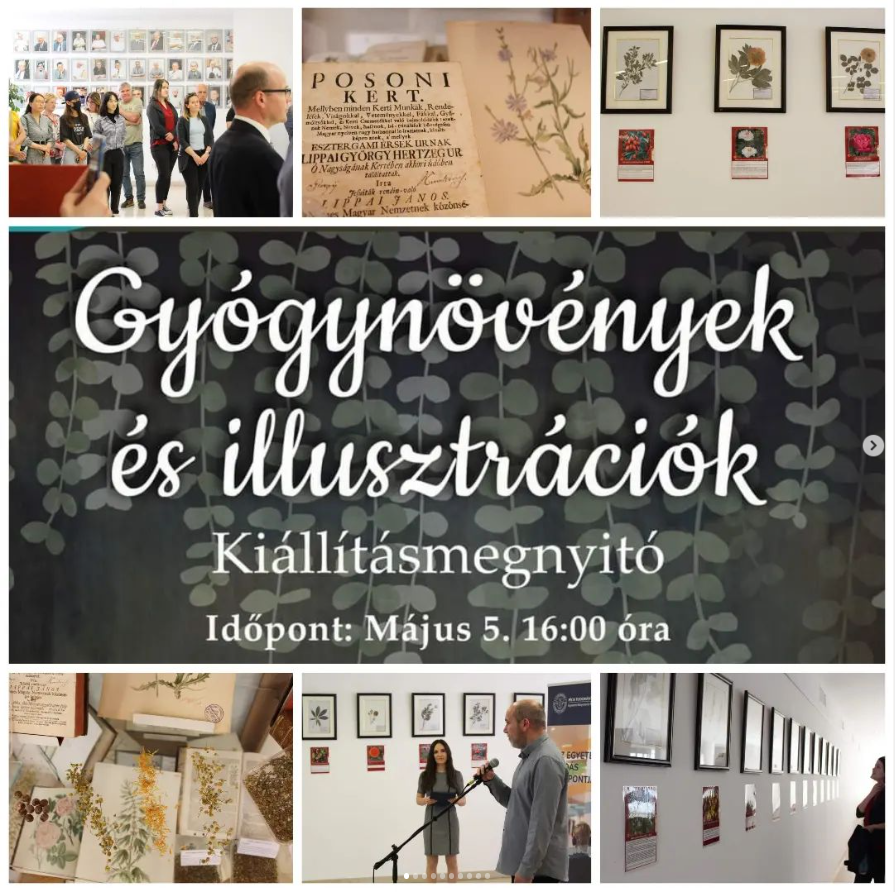 Gyógynövények és illusztrációk - kiállításmegnyitó